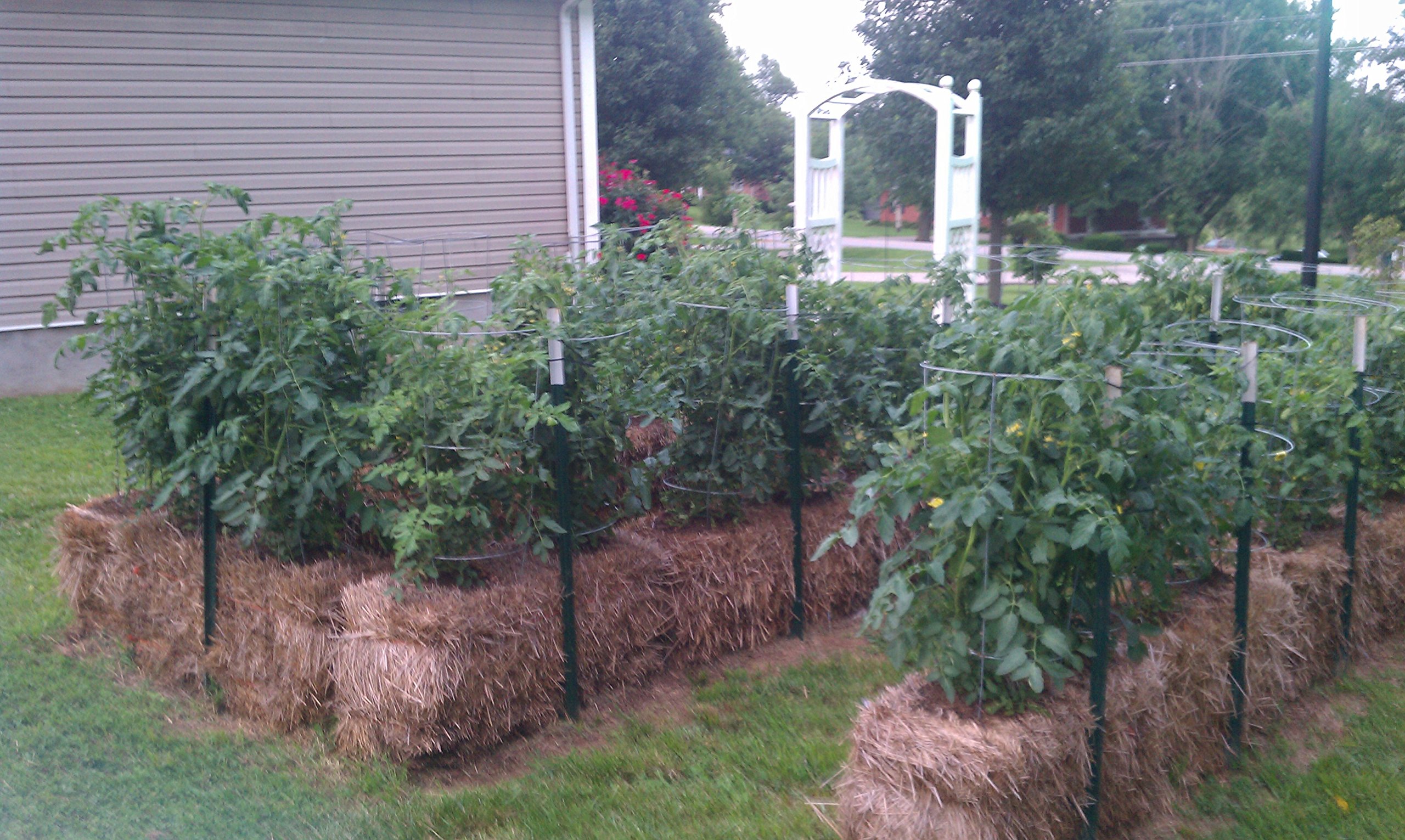 Straw Bale Gardening - Image 8