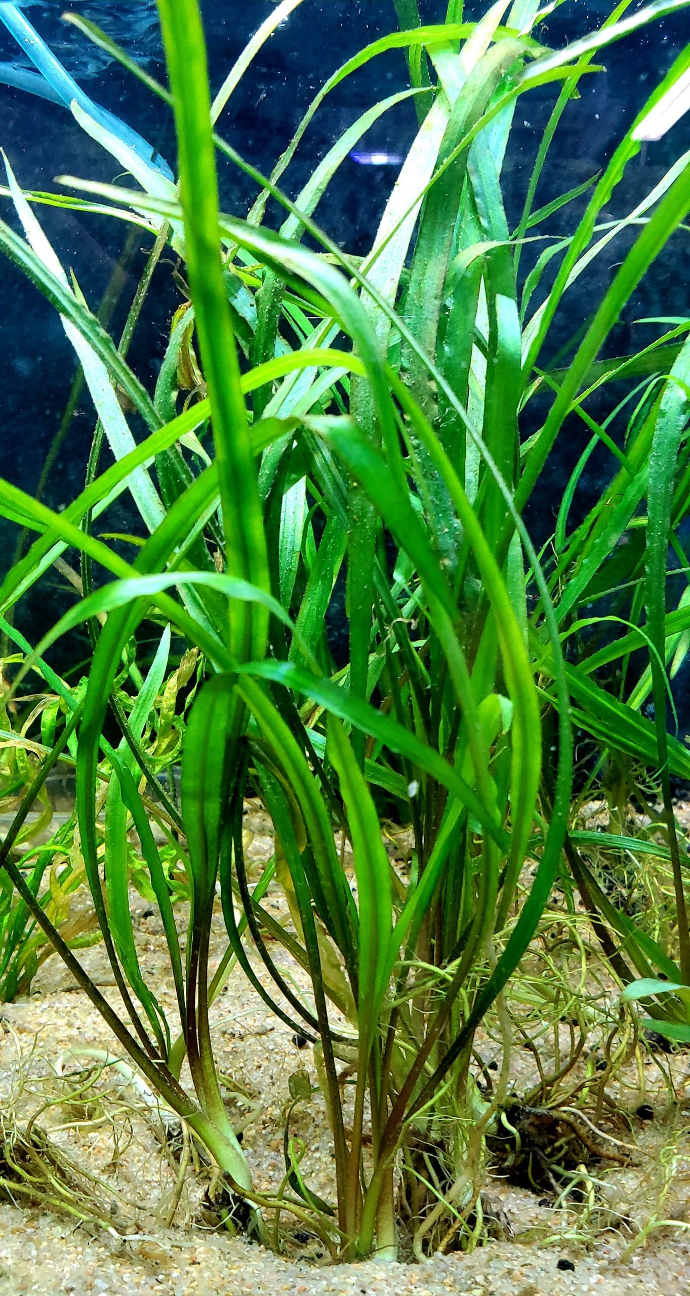 Cryptocoryne spiralis