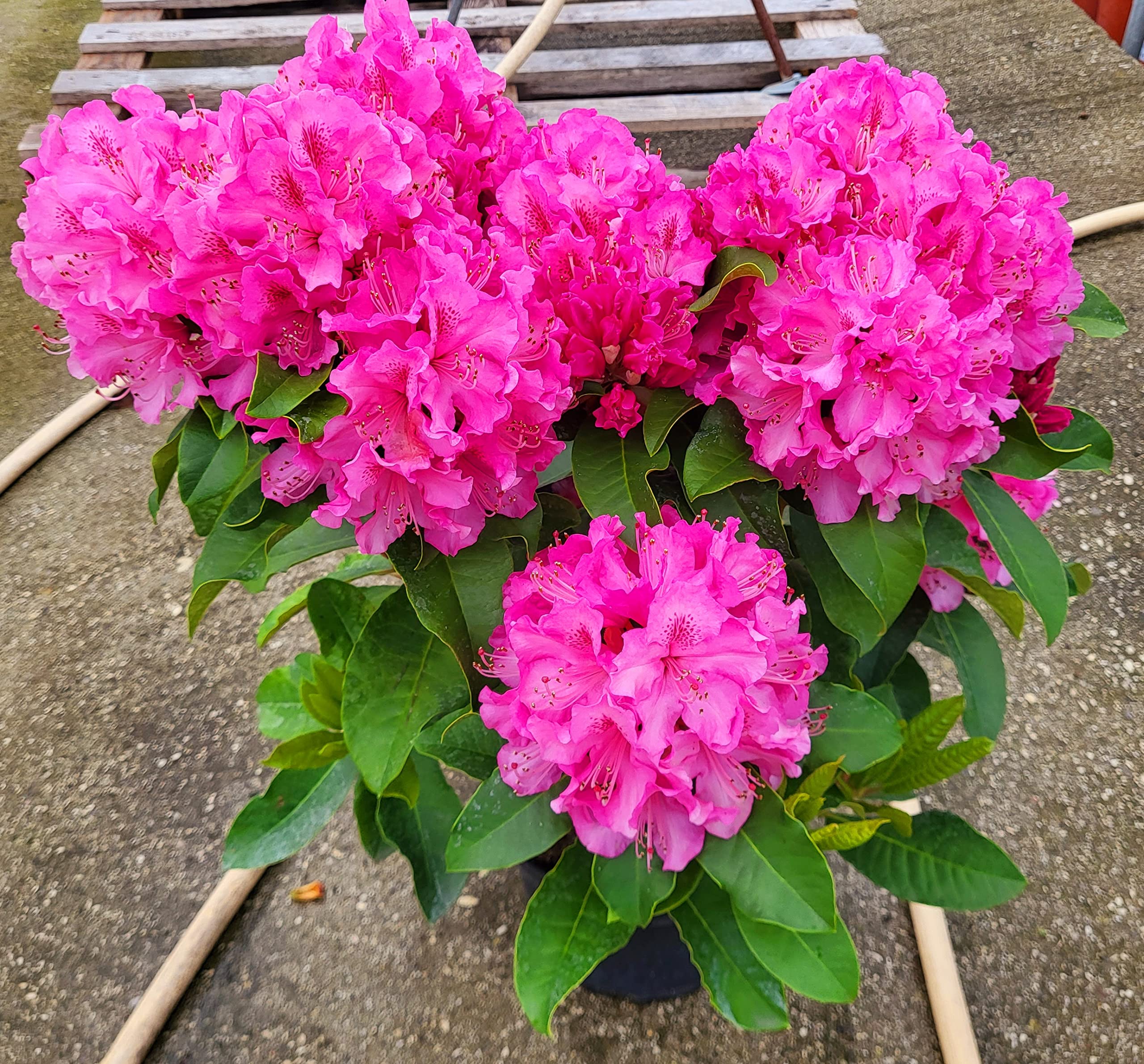POWERS TO FLOWERS - RODODENDRO ROSA INTENSO XXL, RHODODENDRON, IN VASO 22CM DIAMETRO, pianta vera