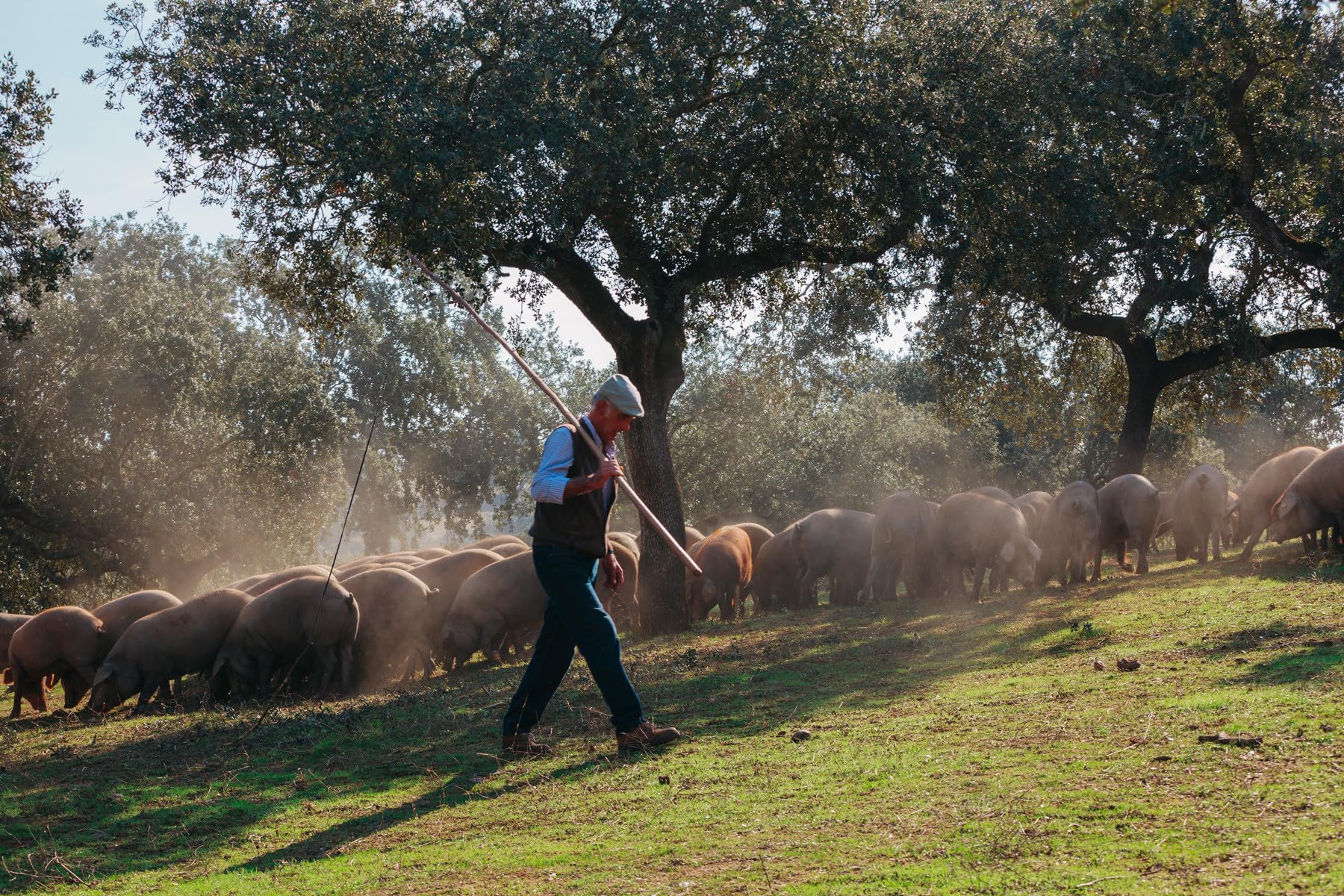 Ibéricos Montesano | Jamón de Bellota 100% Ibérico | Premio Diamond Taste Award | Curación de 48 Meses | Criados en Libertad en la Dehesa Extremeña y Alimentado con Bellotas | 7.5-8kg