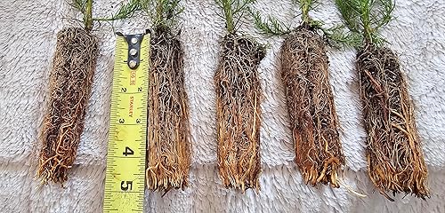 Miniatura 2 de Árboles de secuoya gigantes, 5 unidades, medianos de 7 a 12 pulgadas sobre el suelo