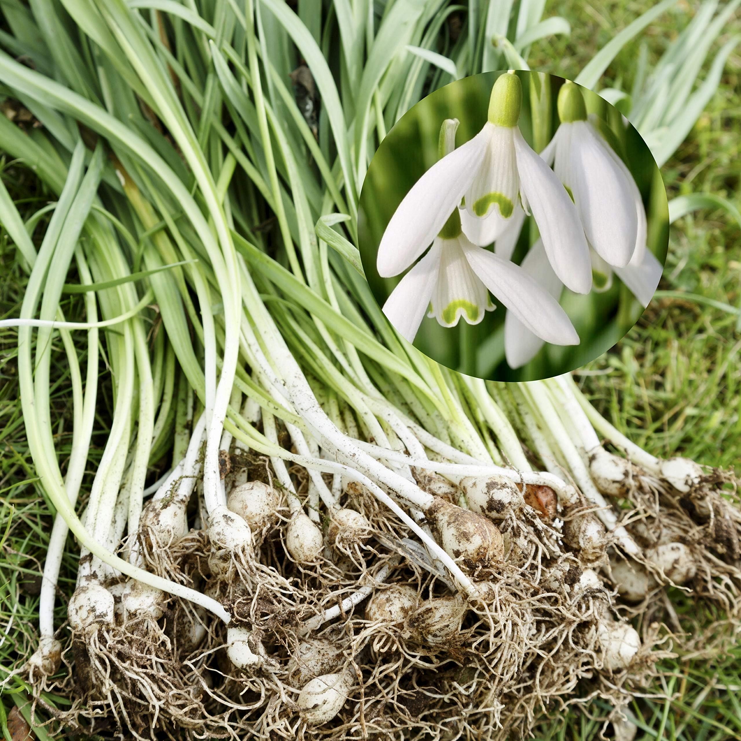 Woodland Bulbs® 25 x Double & 25 x Single SNOWDROPS Bulbs UK Grown