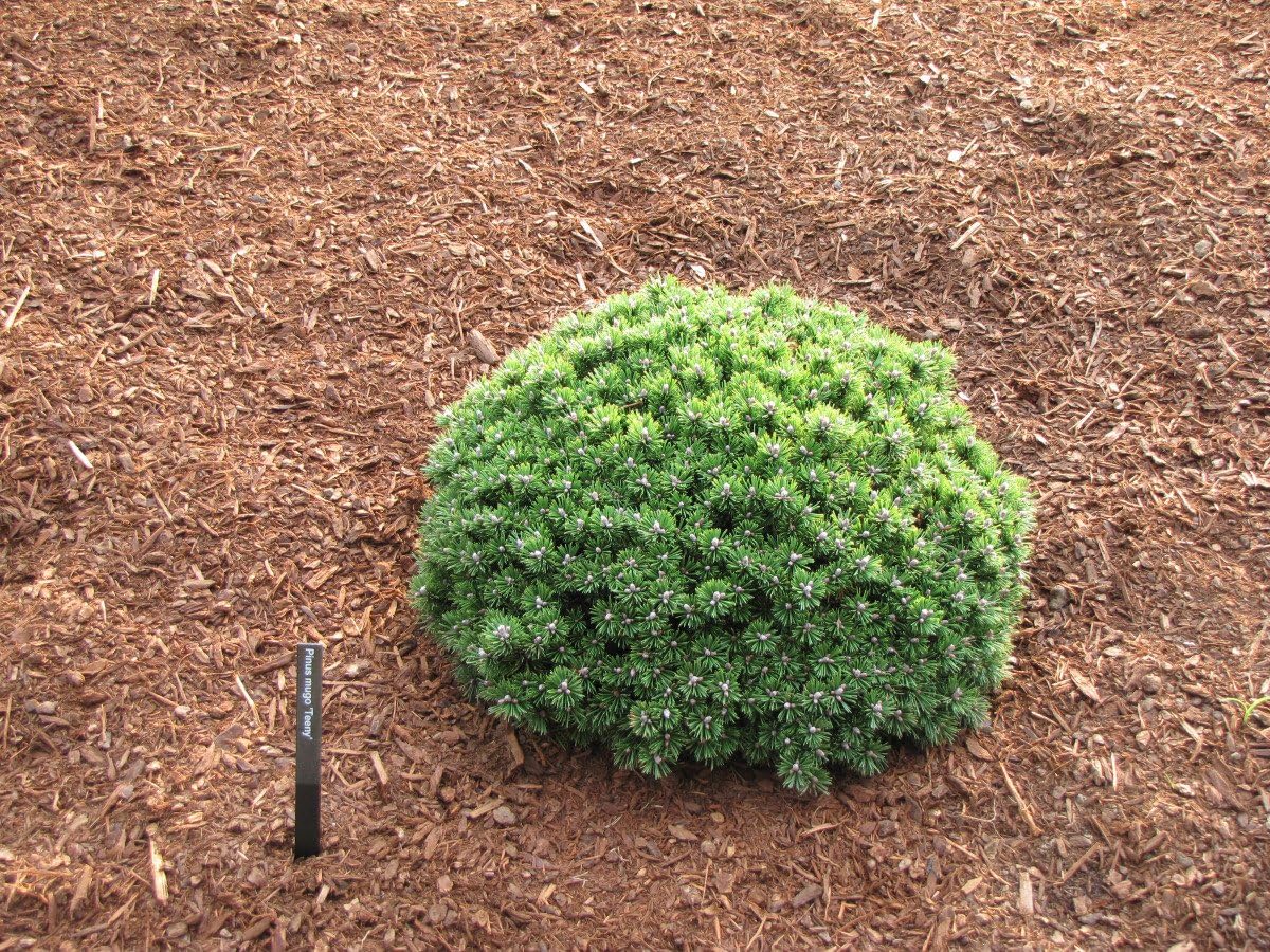 Teeny Dwarf MUGO Pine - Pinus mugo 'Teeny' Forms A Tight Compact Little Ball - 2 - Year Plant