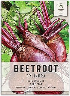 Seed Needs, Cylindra Beetroot Seeds for Planting (Beta vulgaris) Single Package of 250 Seeds - Heirloom, Non-GMO & Untreated