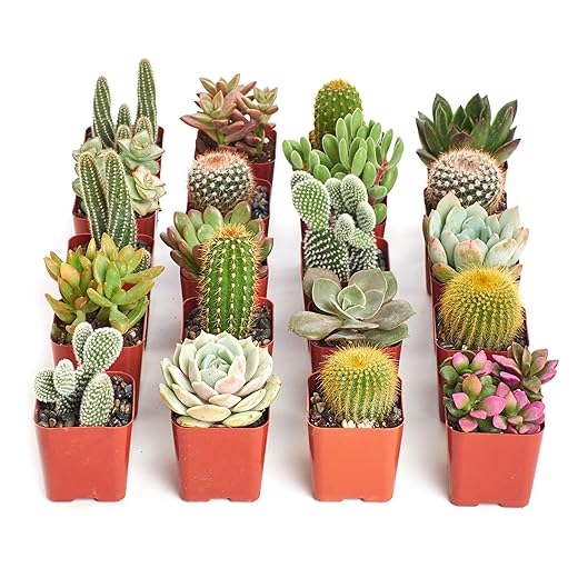 Shop Succulents Premium Live Mini Cactus and Succulent Plants in 2" Pots, Easy Care Indoor or Outdoor Gardening, Terrariums, Favors, & Contemporary Spaces with Hardy, Resilient Varieties, Pack of 20