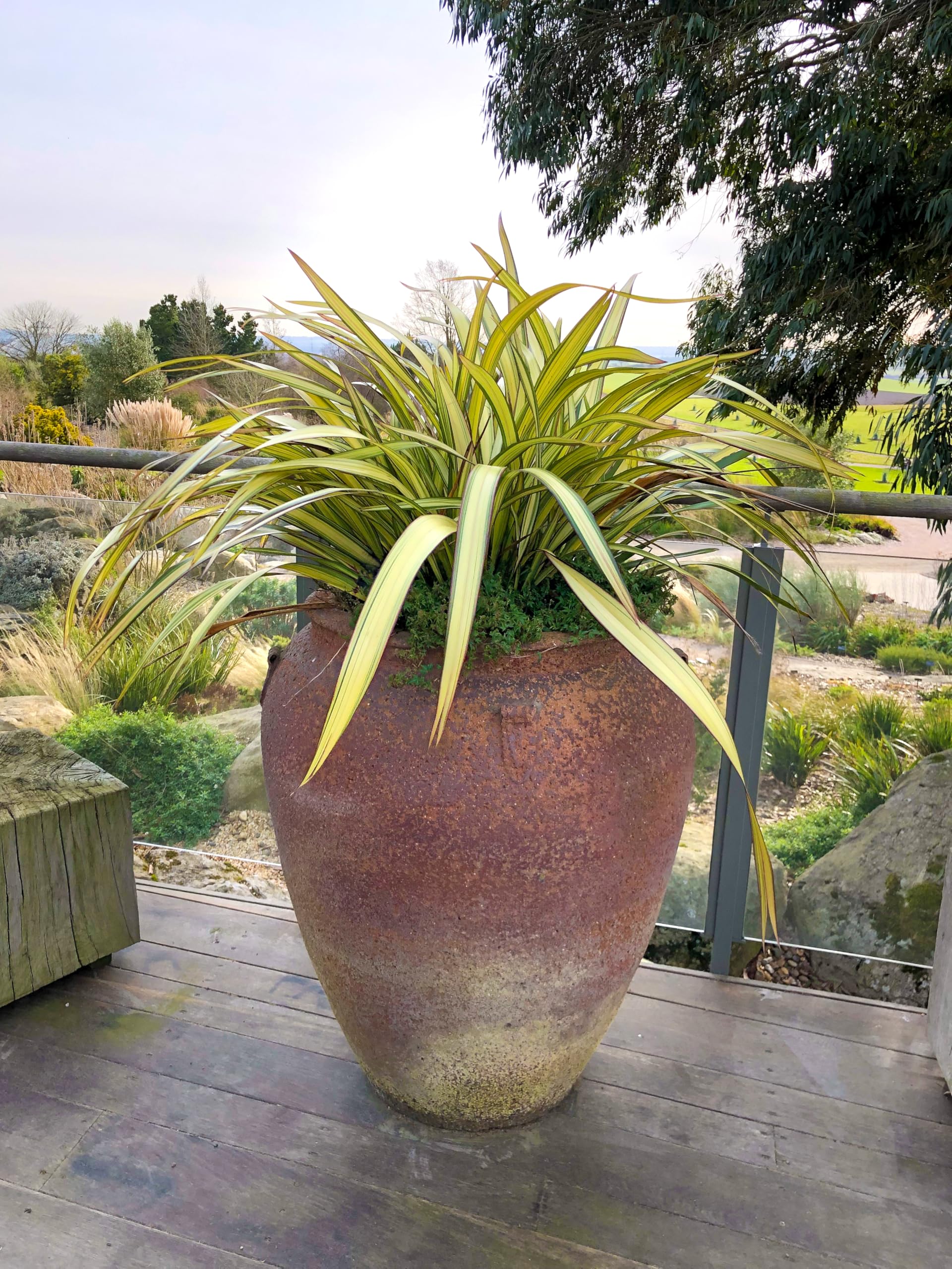 Phormium ‘Cream Delight’ – Hardy Evergreen Perennial New Zealand Flax 9cm x3 Plants by Thompson & Morgan