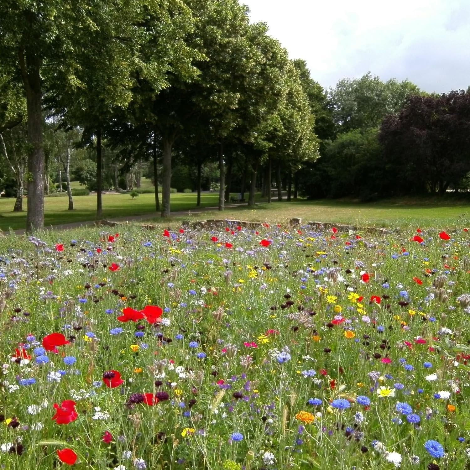 Created By Nature Wyoming Wildflower Seed Mix, 14 Flower Varieties, 53,000 Seeds