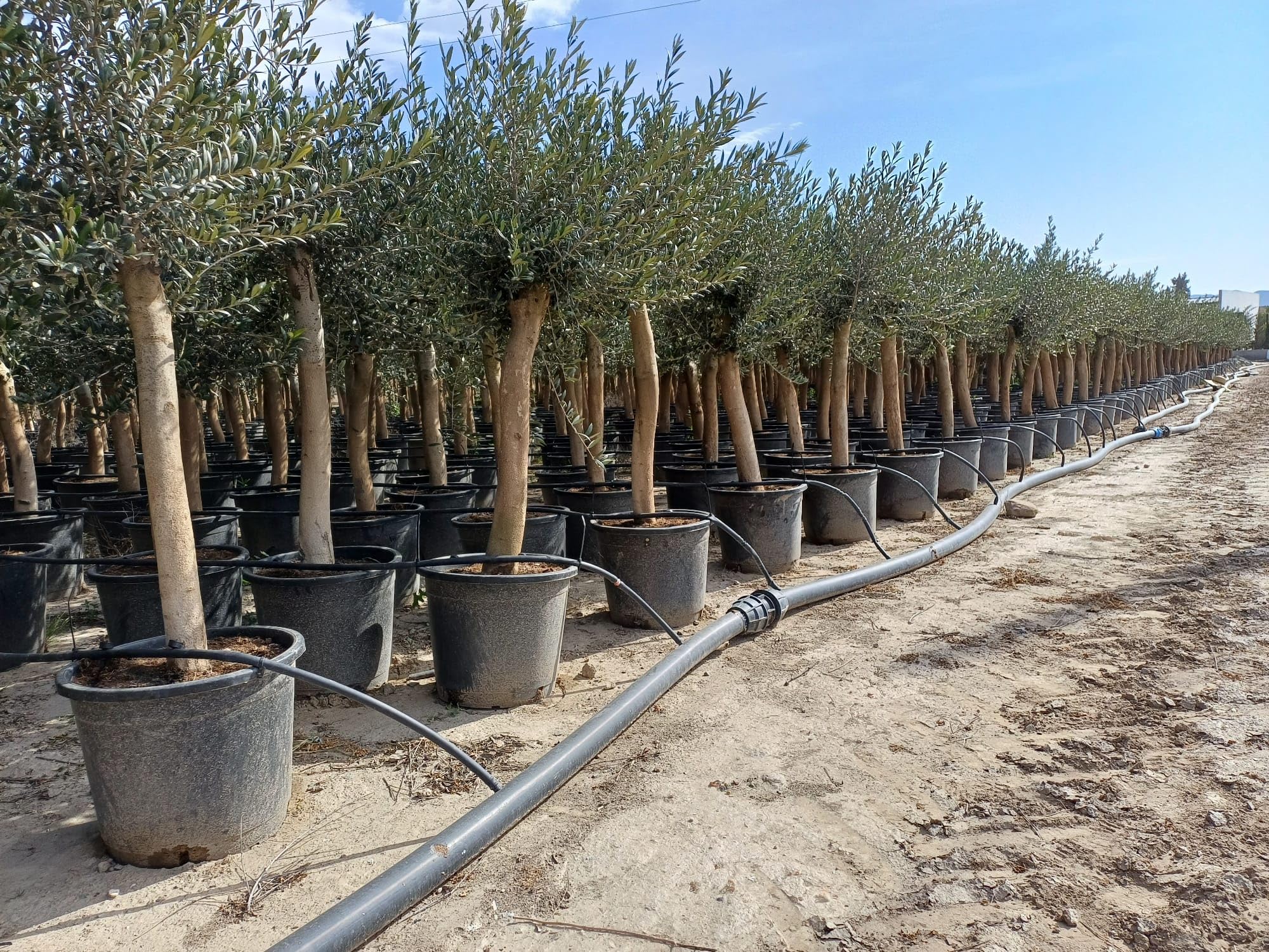 Olea Lechin - Oliva Ulivi ''30 anni'', 190 cm, qualità A+, resistente all'inverno
