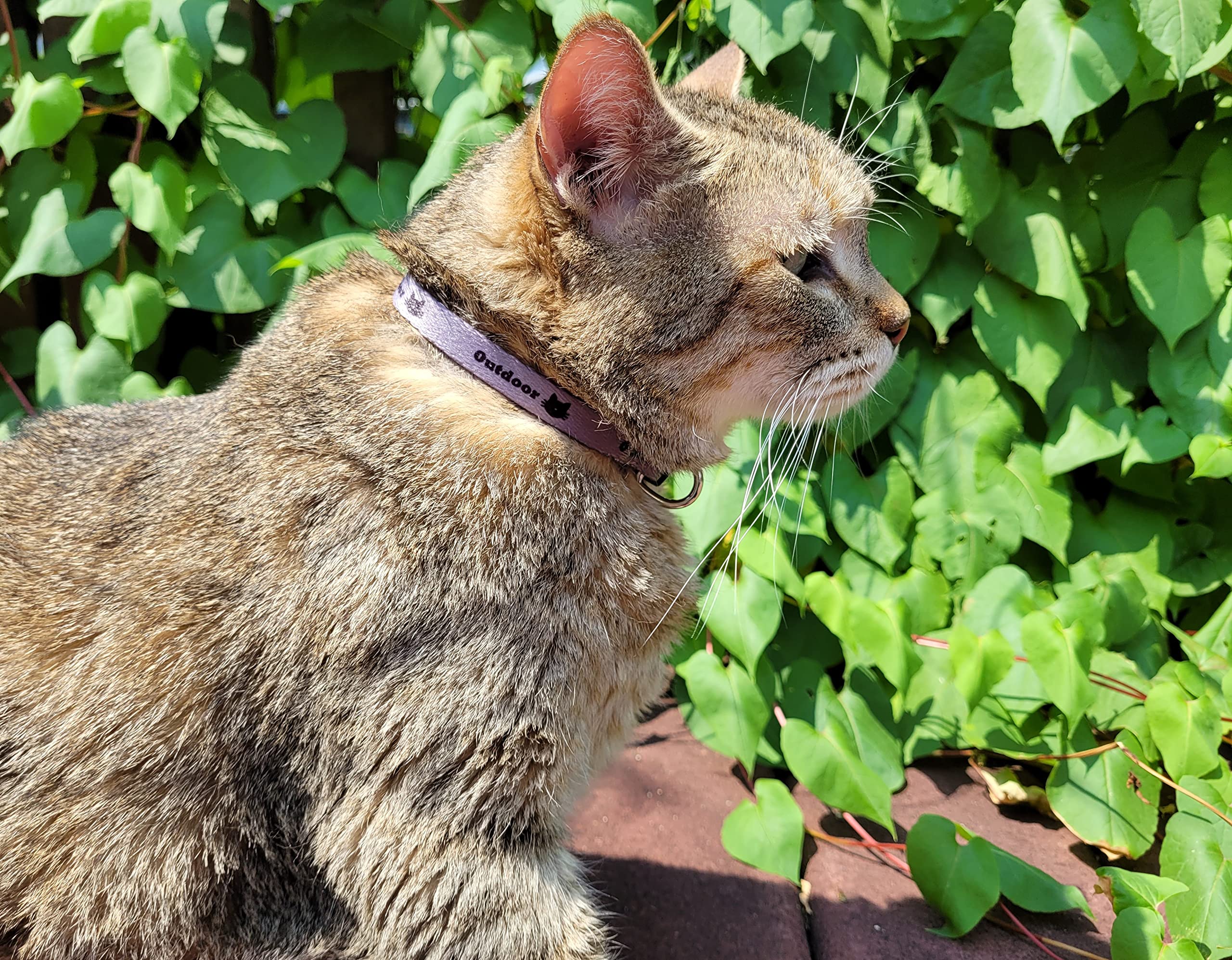 outdoor cat collar