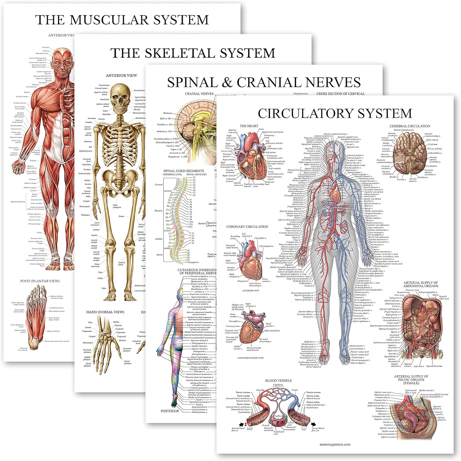 Palace Learning 4 Pack - Anatomical Poster Set - Laminated - Muscular, Skeletal, Spinal Nerves, Circulatory System - Anatomy Chart Set LAMINATED, 18&rdquo; x 24&rdquo;
