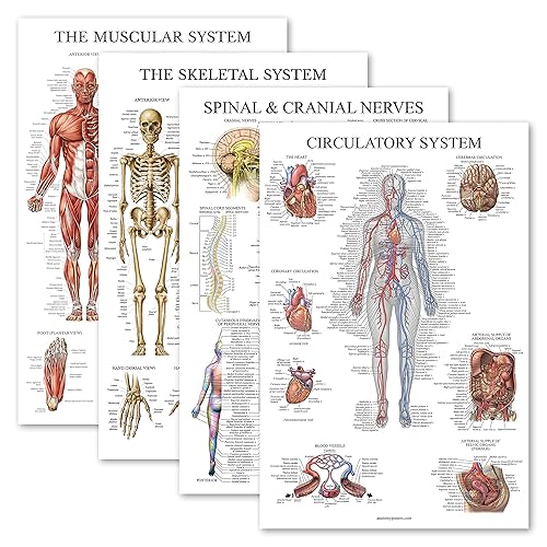 Palace Learning 4 Pack - Anatomical Poster Set - Laminated