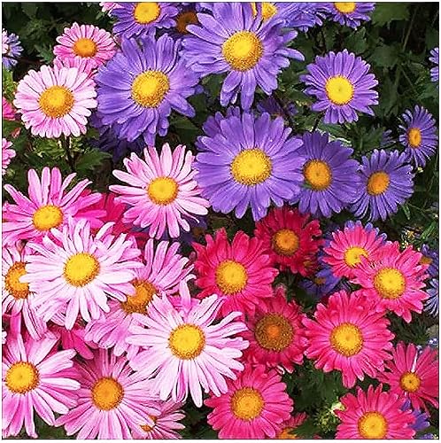 Miniatura 1 de China Asters Seeds - Asters individuales mixtos