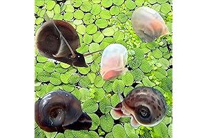 Dyl Finds Japanese Trapdoor Pond Snails for Freshwater Aquarium/Pond