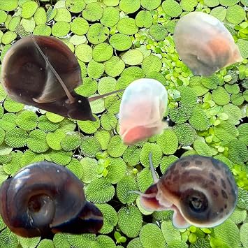 10 Live Ramshorn Snails by Dylfinds for Freshwater Aquarium/Pond Colony Start Clean-up Crew Planorbella Duryi Variety Mix