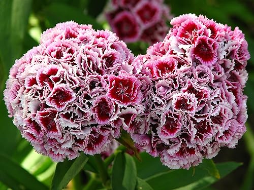 Miniatura 4 de 100 Wee Willie Dwarf Sweet William - Semillas de flores de Dianthus Barbatus
