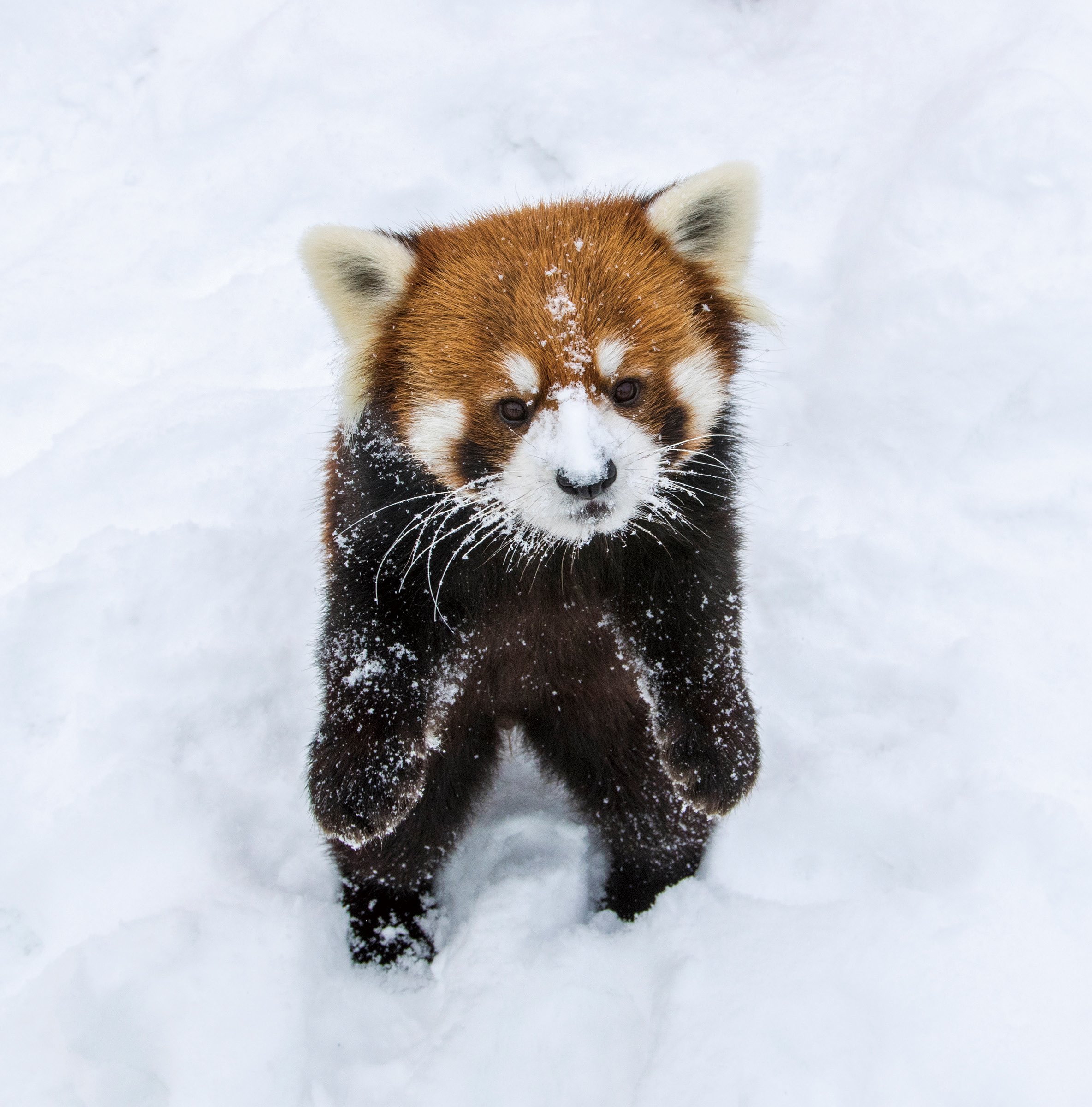 へんてこ レッサーパンダ 石簾 マサ 本 通販 Amazon へんてこ レッサーパンダ 石簾 マサ 本 通販 Amazon