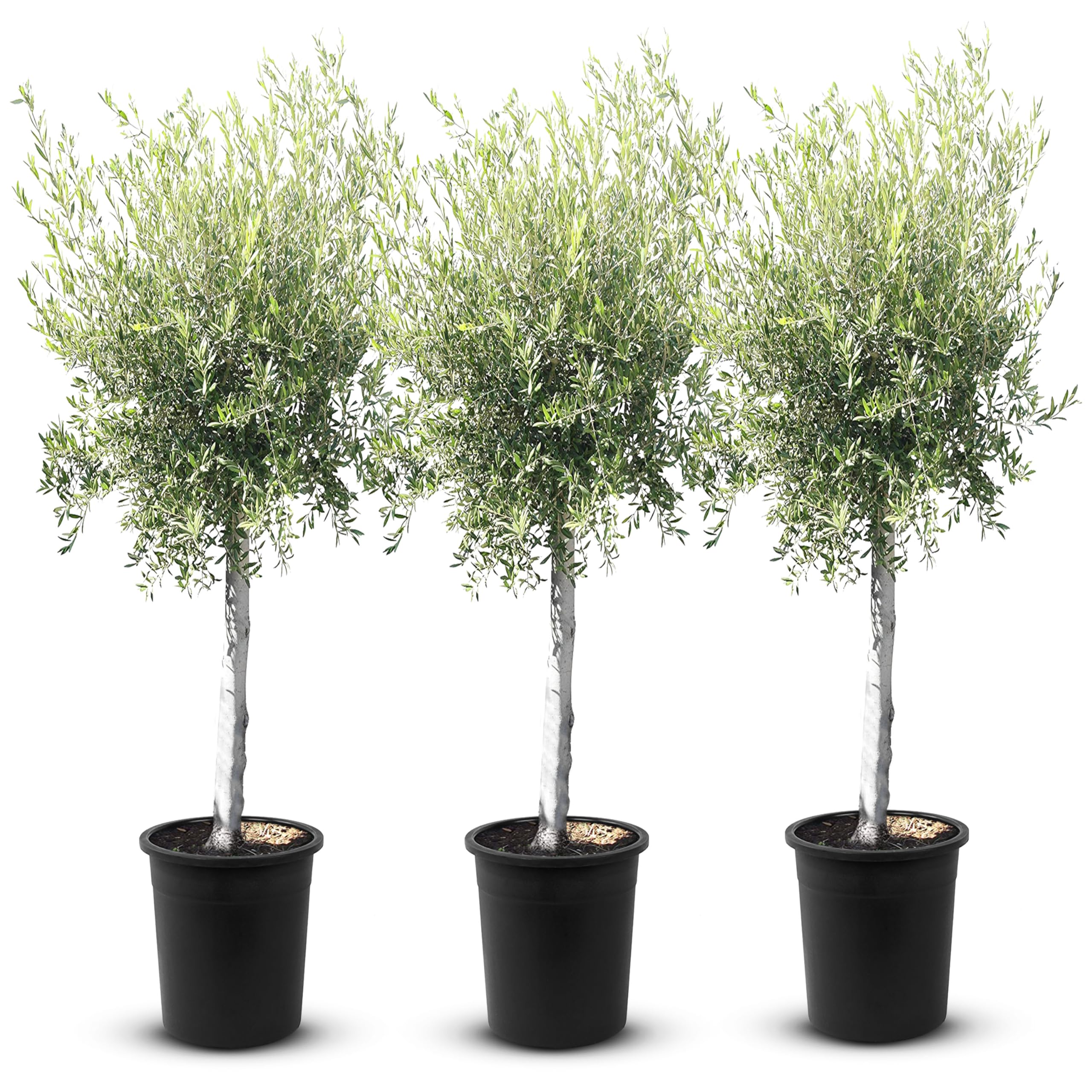 TropicTrees - Olivenbaum winterhart mit einer Hhe von ca. 170cm und einem  Stammumfang von 20-40 cm - 45 Jahre alt - echter Olivenbaum mit echten,  essbaren Olivenfrchten - Olea Europaea - 3 Stck : Amazon.de: Garten