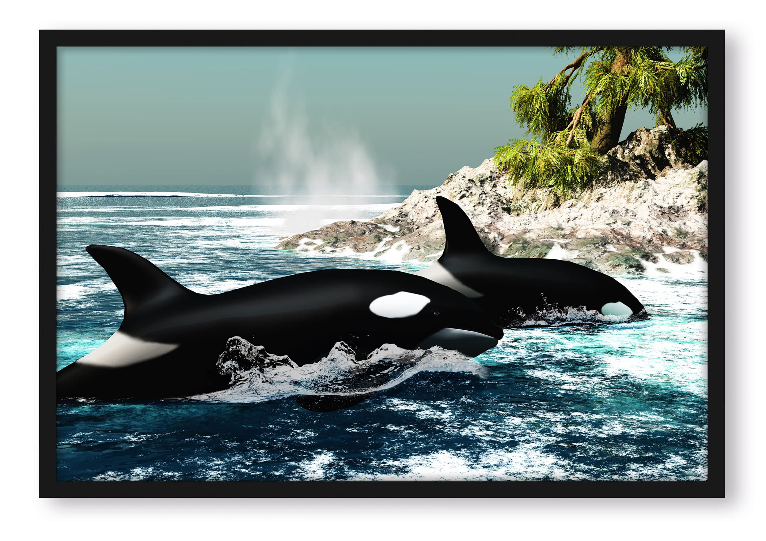 Orcas vor Isola, Poster in cornice / Formato: 80 x 60 cm / Stampa artistica incorniciata