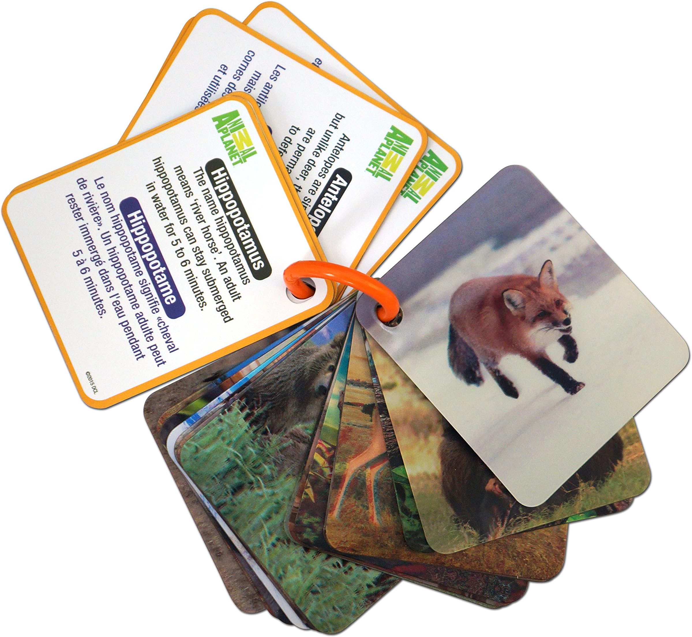 Smart Play Animal Planet 3D Flash Cards - Wild Animals