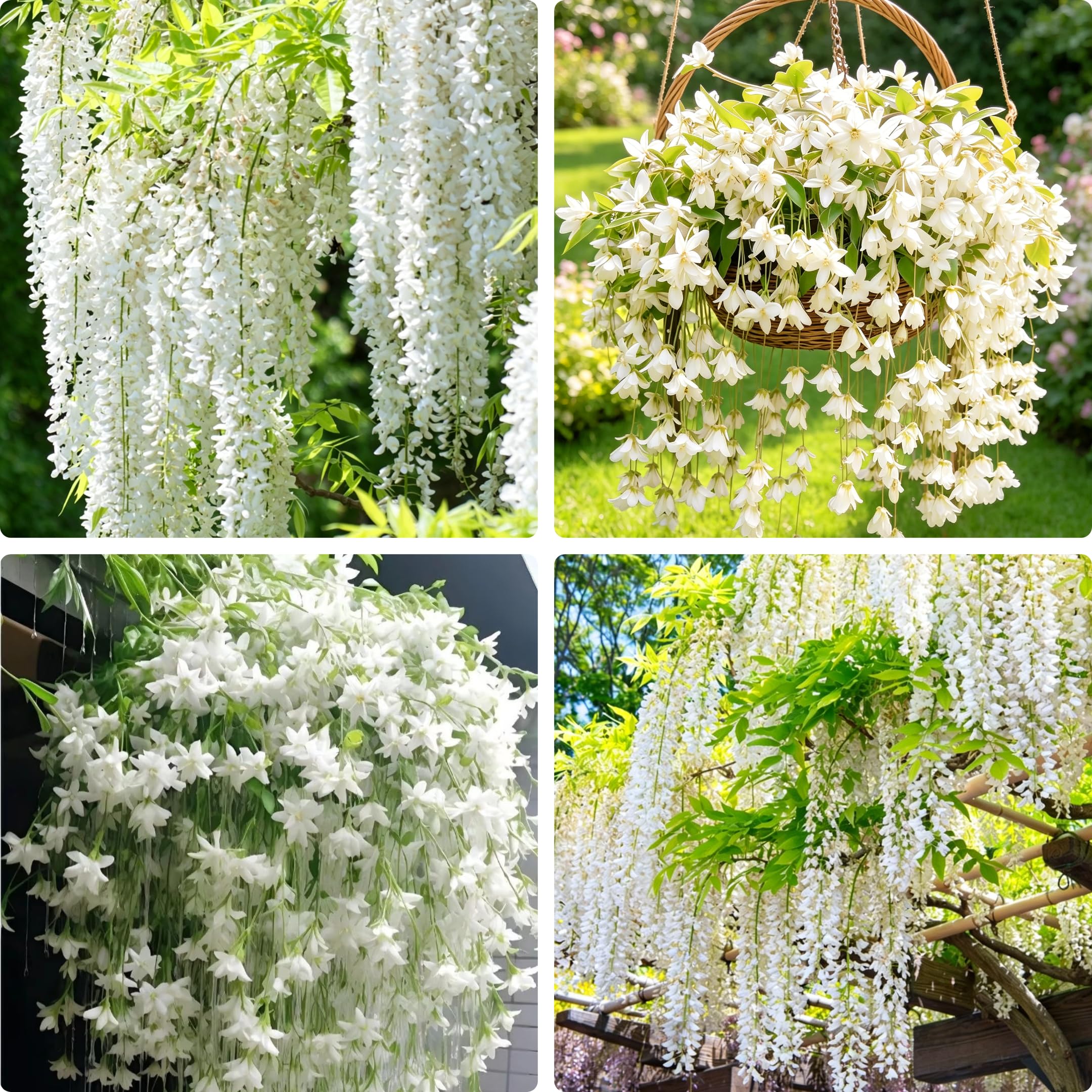 Amazon.com : Mixrug Climbing Weeping Jasmine Flower Seeds for