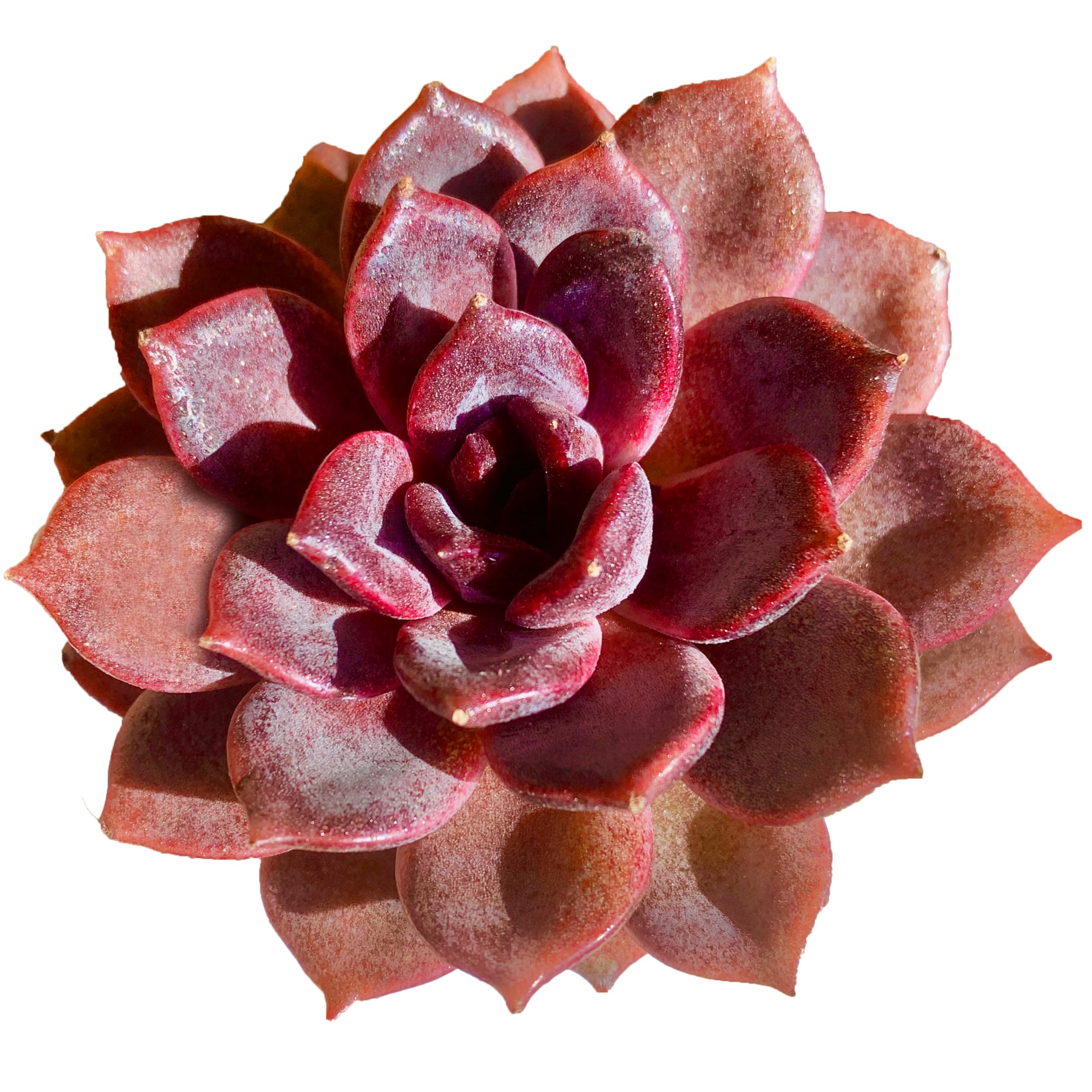 FWPP Echeveria Black Mamba
