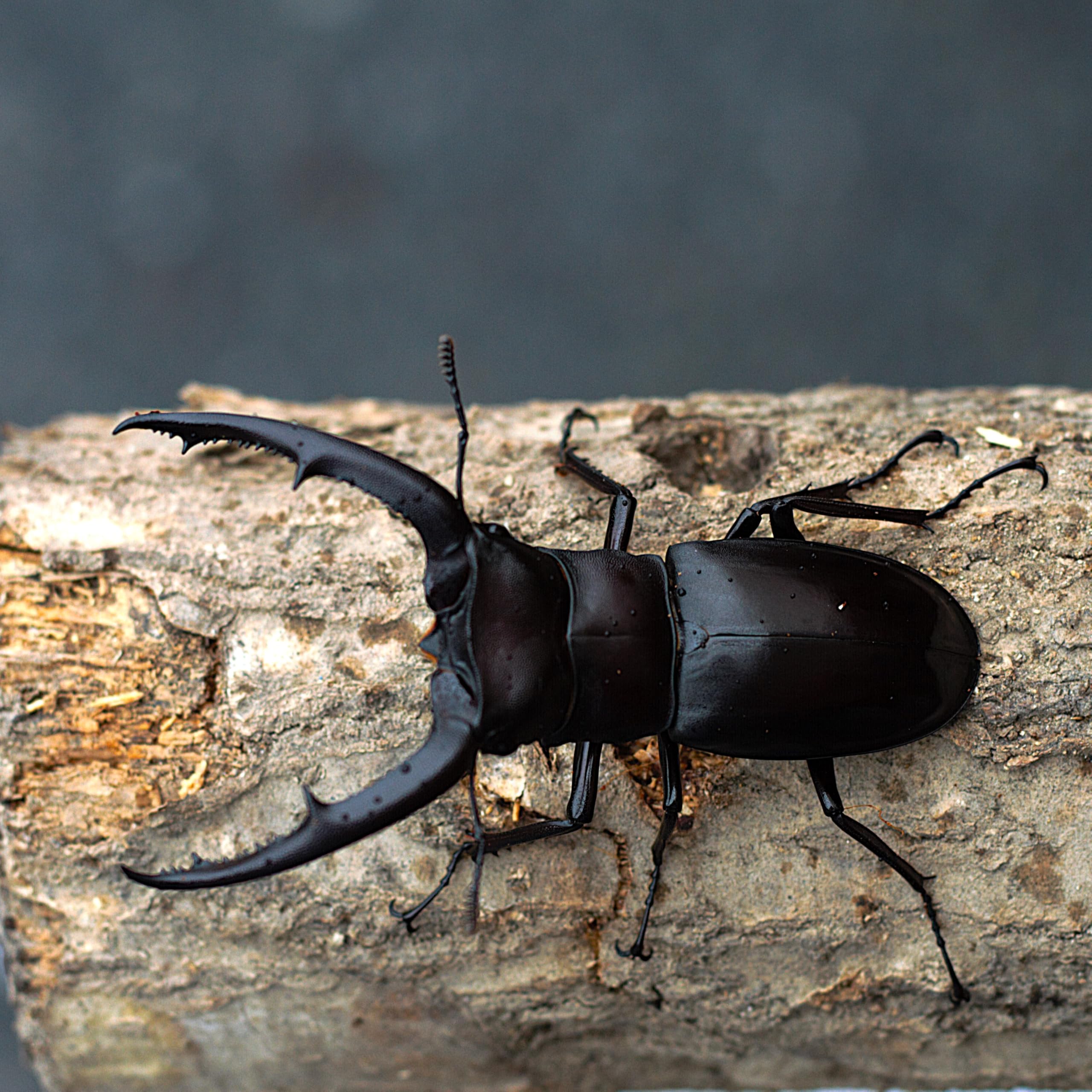 マンディブラリスフタマタクワガタ マンディブラリスフタマタ♂80＋♀44 | オオクワ京都昆虫館
