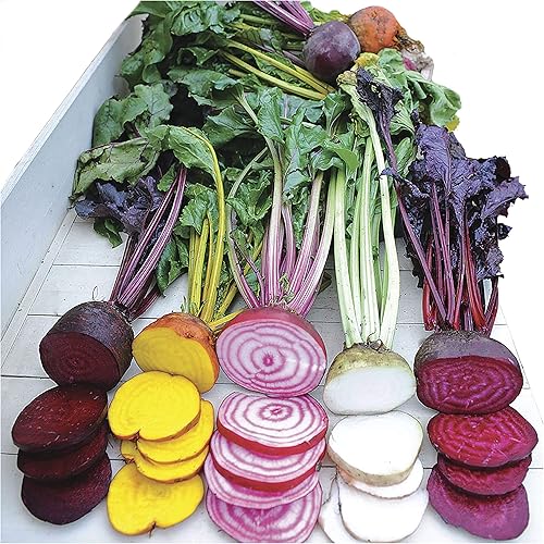 Park Seed Semillas vegetales de remolacha, fáciles de cultivar, variedad de colores, jardín de primavera, mezcla de caja de lluvia, paquete de 200