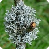 flechten haare arten Informative Flechten