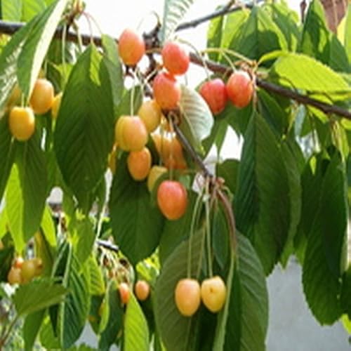 EASY HUMMUS - //medicalbooks.filipinodoctors.org