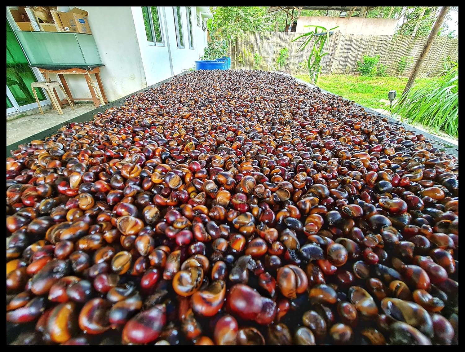 Swimming Creatures™ Assorted Red-Racer Nerite Snail, Freshwater Aquarium Snail Live (9 Count)