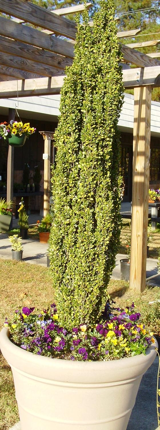 Sky Pencil Holly - Live Plant Shipped 2 Feet Tall by DAS Farms