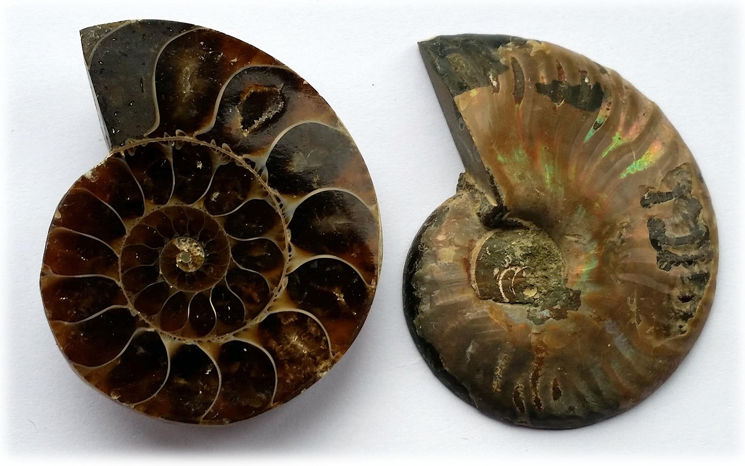 Ammonite - Cut and Polished (small pair)