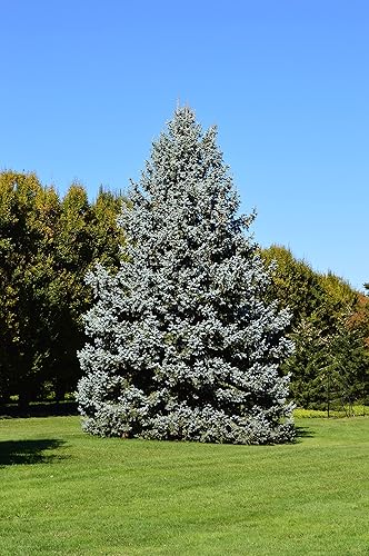 Miniatura 7 de Colorado Blue Spruce  Kit de cultivo de semillas de árbol  The Jonsteen Company