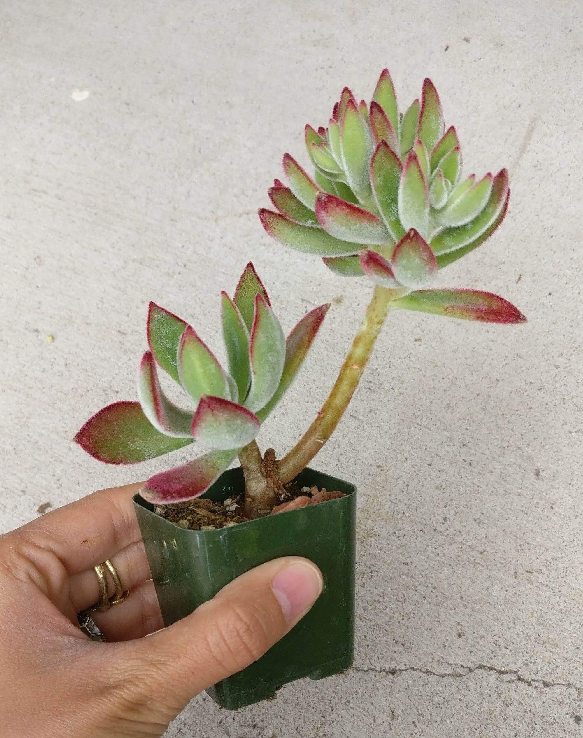 Amazon.com : Echeveria Harmsii Ruby Slipper 2" - Healthy Succulent  Echeveria Live Easy Care Indoor House Plant, Fully Rooted in 2/4/6 inch  Sizes : Patio, Lawn & Garden