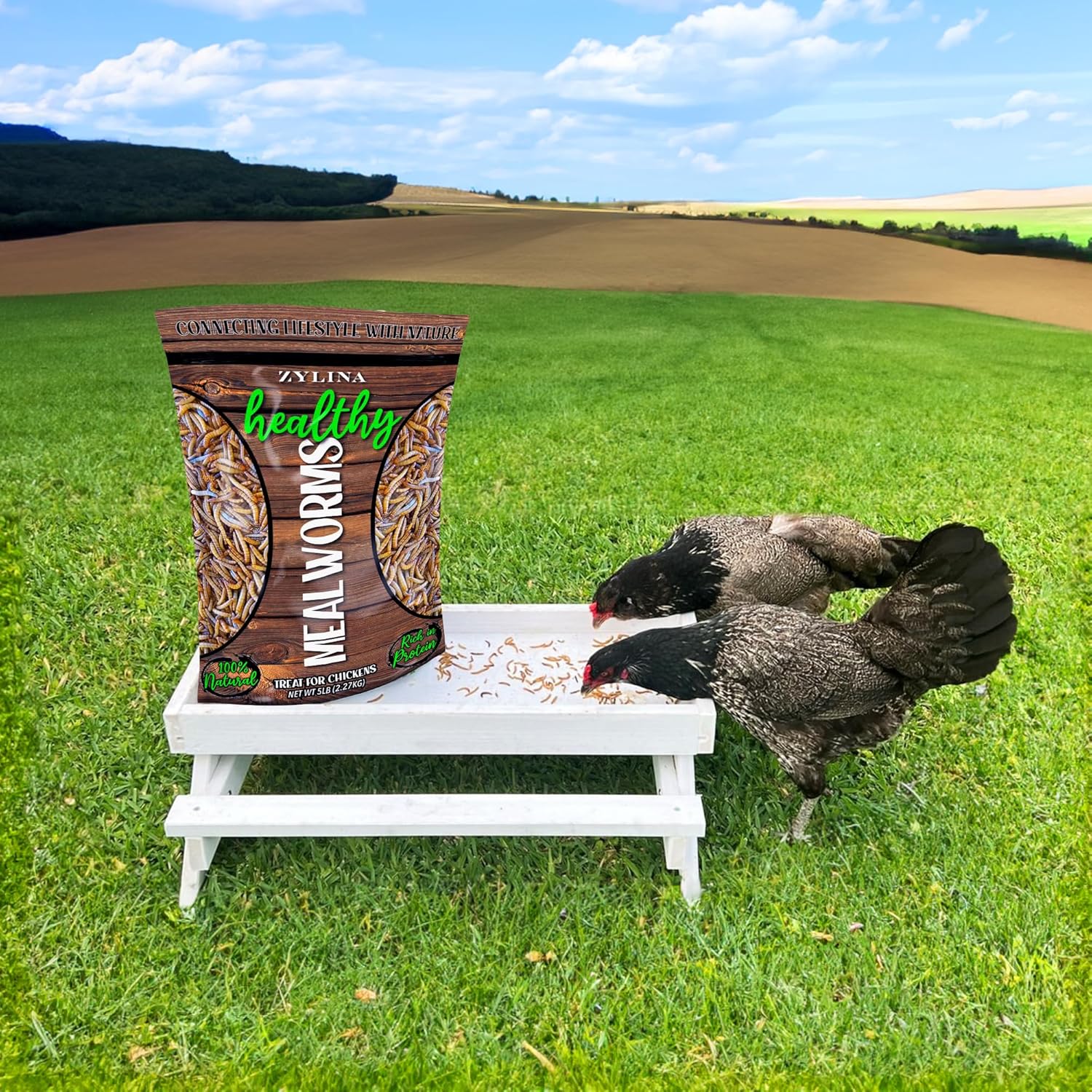 Zylina Dried Mealworms | 100% Natural Chicken Feed Alternative to Black Soldier Fly Larvae for Chickens | Chicken Food & Chicken Treats for Laying Hens, Ducks, and Dried Mealworms for Birds | 5 LBS