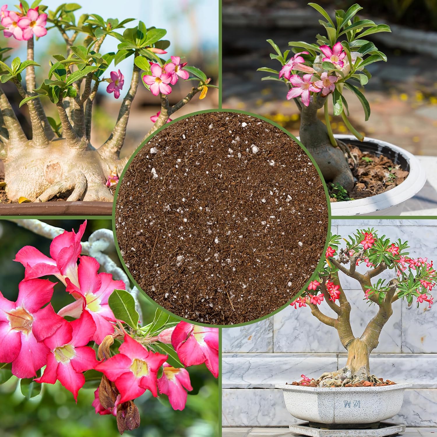 Soil Sunrise Desert Rose Potting Soil Mix (8 Quarts) Hand Blended Small Batch Soil Blend for Desert Rose Plant