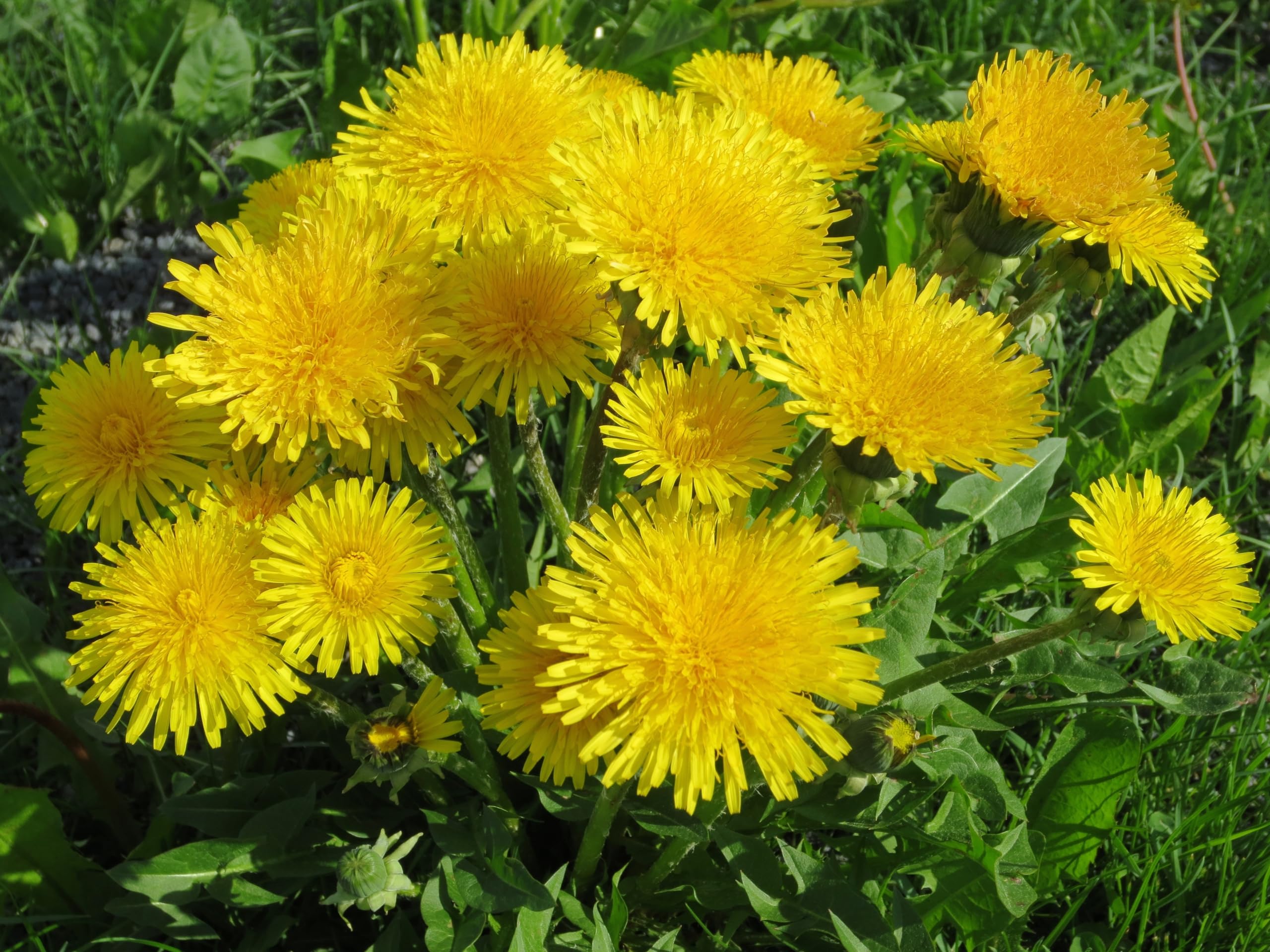 Löwenzahn (Taraxacum officinale) Samen. Pusteblume, Hasenfutter, Heilpflanze (200000 Samen = 110,0g)