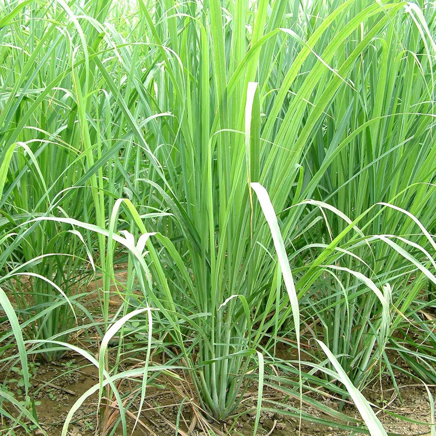 Lemongrass Seeds (Cymbopogon citratus) Packet of 50 Seeds