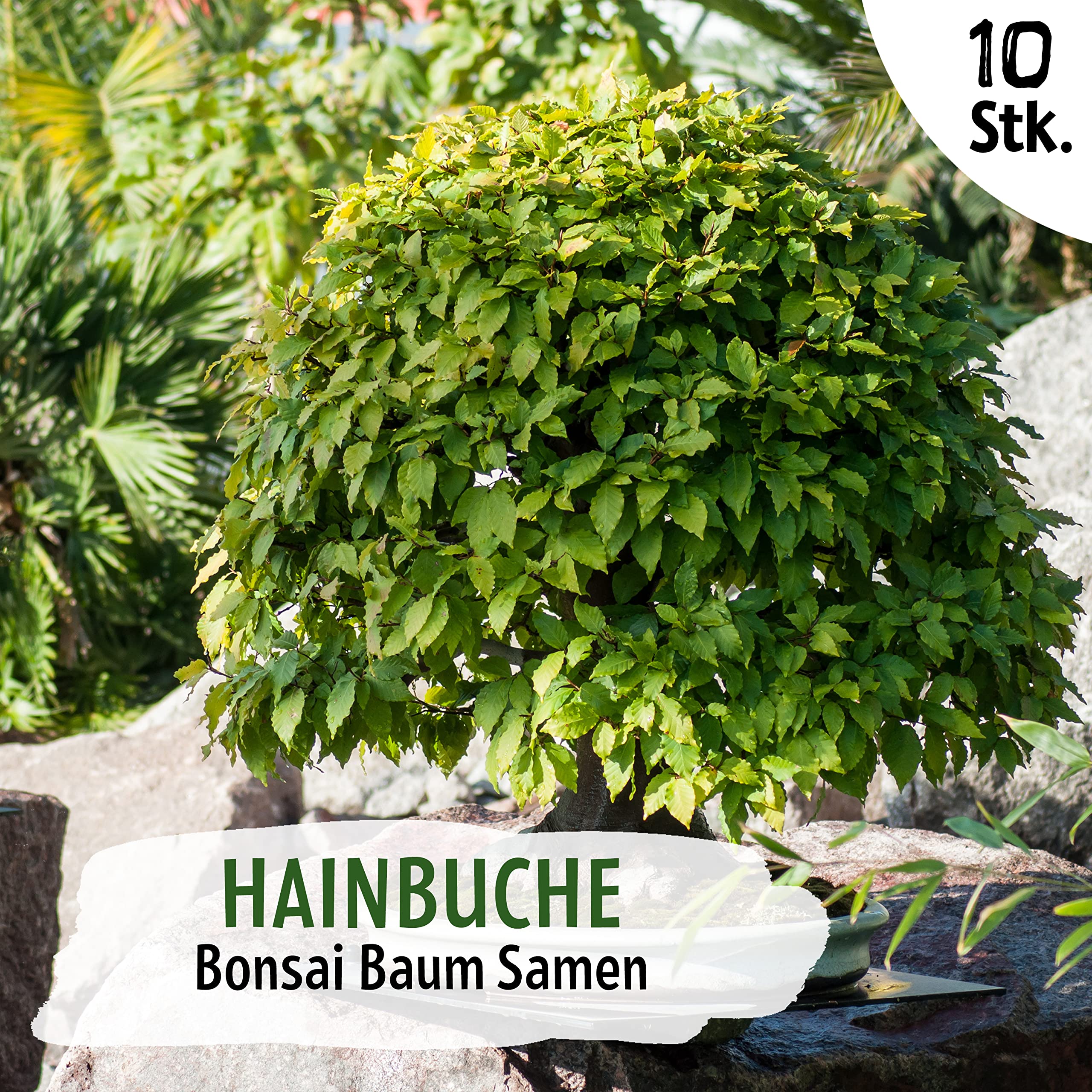 nasiona bonsai, grab bonsai, 10 nasion bonsai, wysoka wydajność kiełkowania Little Plants, piękne bonsai do własnej uprawy, zrównoważone opakowanie