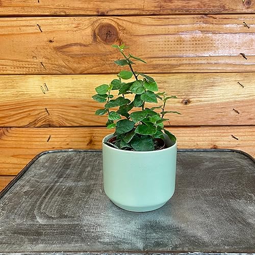 Miniatura 2 de Ficus Pumila - Higo rastrero, planta de 2 pulgadas