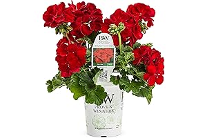 Proven Winners® Zonal Geranium - Boldly Dark Red 4 Pack