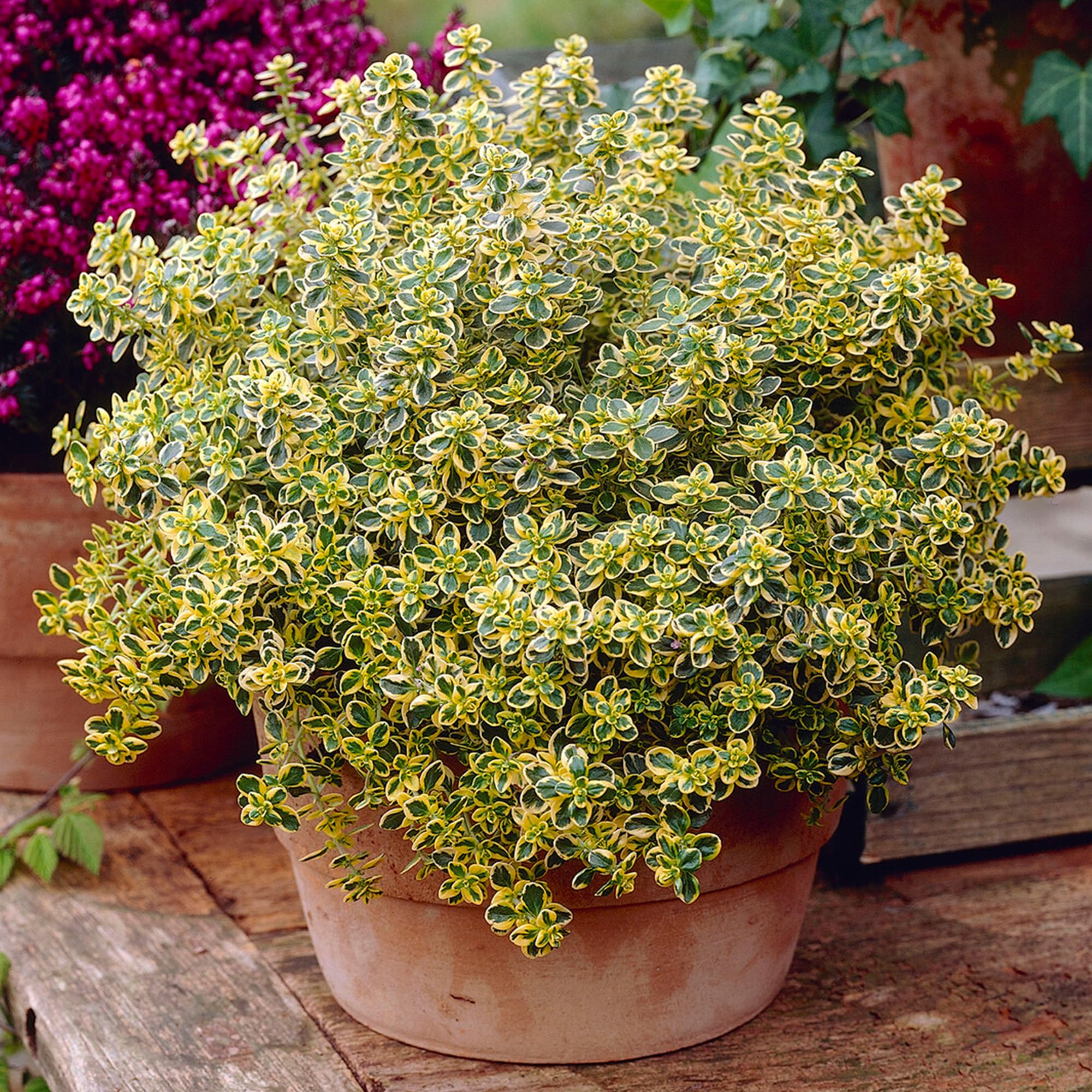 GardenersDream Lemon Variegated Thyme - Outdoor Garden Ready Thymus Citriodorus Plants - Evergreen Perennial Herb - Grow Your Own Fresh Culinary Herbs for Patios & Containers (15–25cm, incl. 14cm Pot)