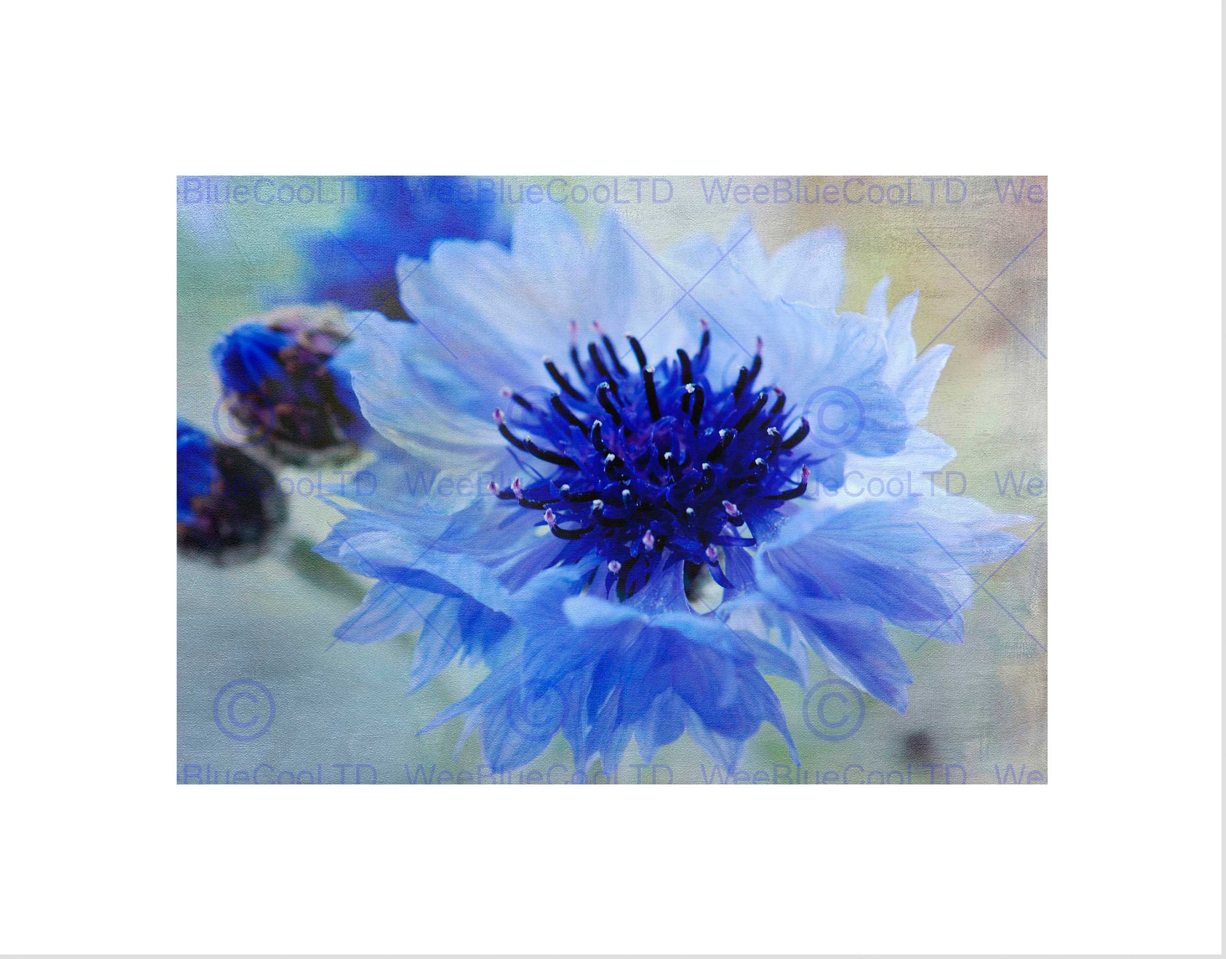 Wee Blue Coo Cornflower Flower Blue Bloom Art Wall Art Print