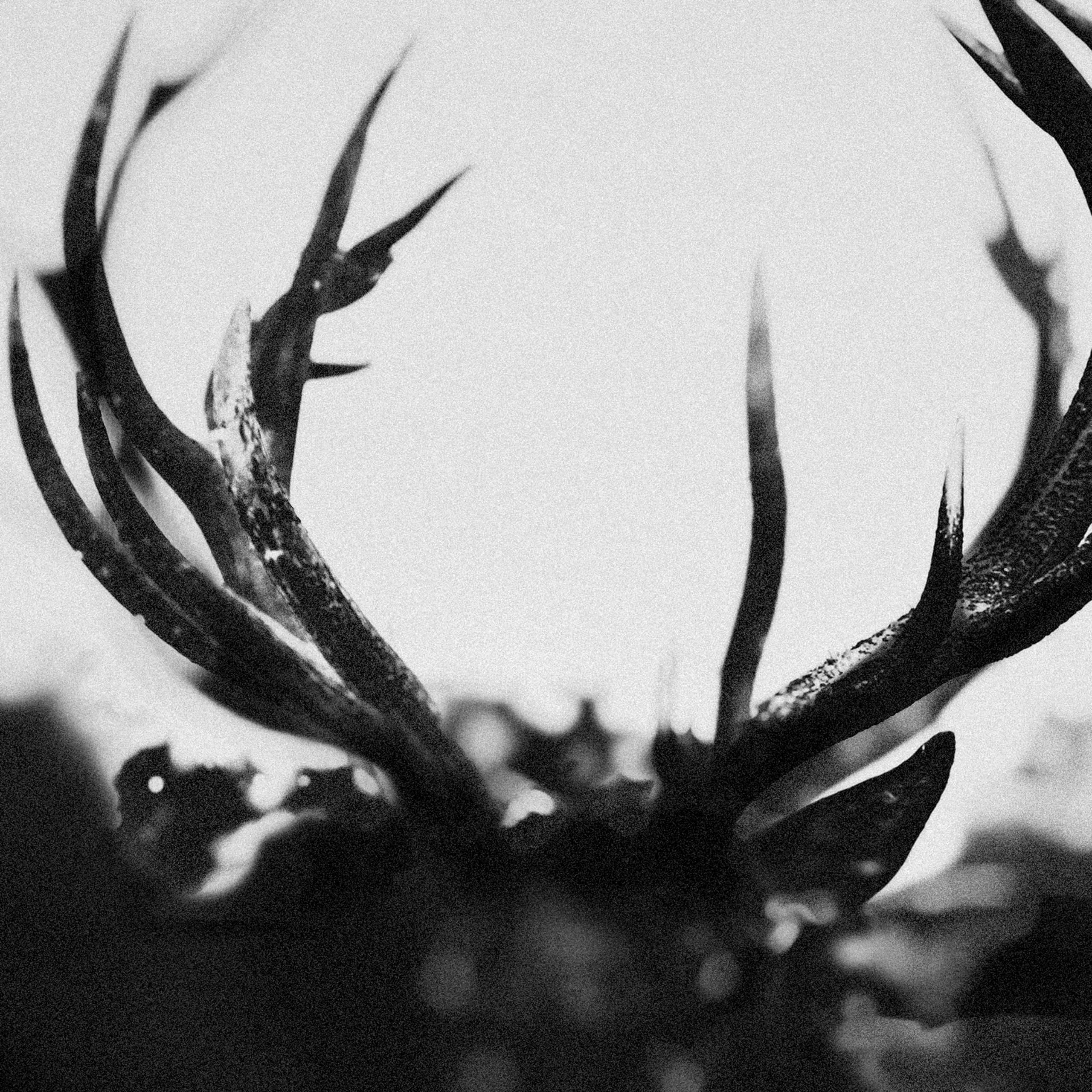Ihsahn (Ltd. Black Yolk Col.