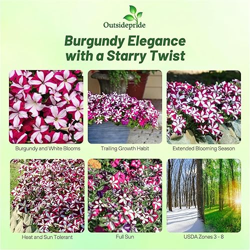 Miniatura 2 de Outsidepride Burgundy Star Easy Wave - Semillas de petunia  30 unidades. Semillas de flores anuales, compactas y extendidas para plantar flores
