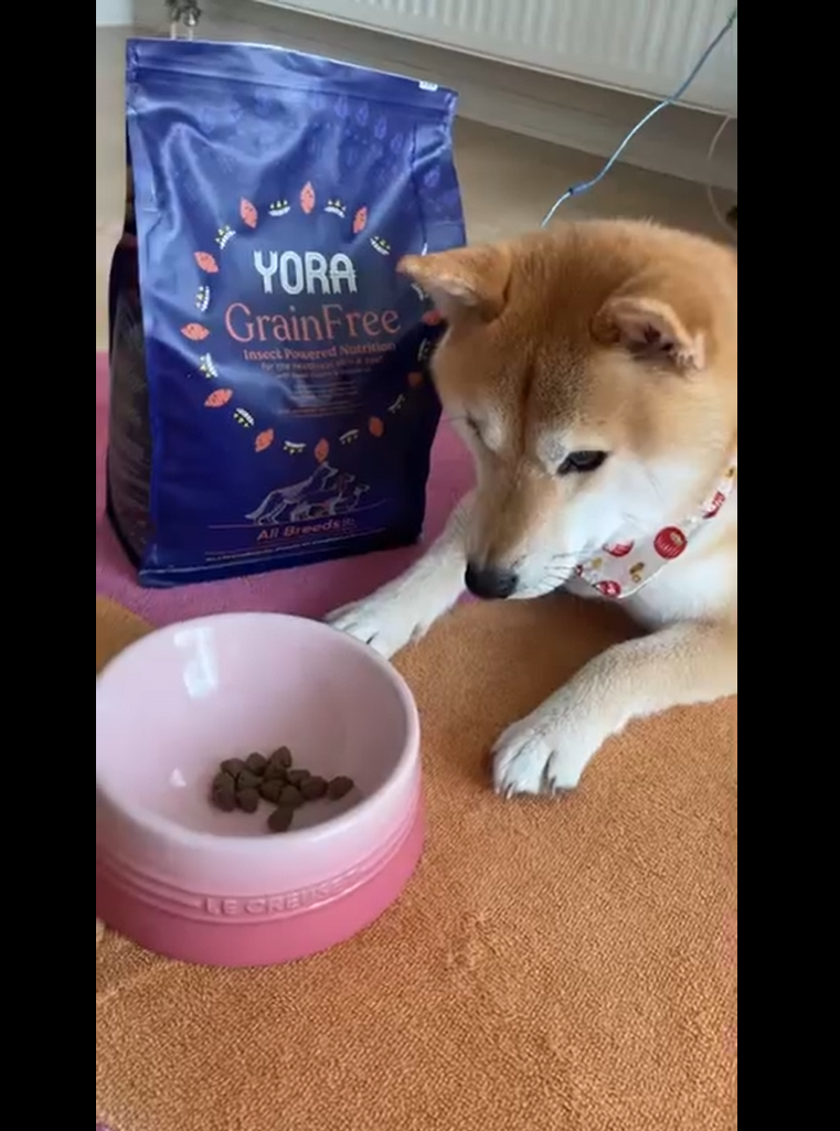 【未開封】YORA ドッグフード　賞味期限2026.01 未開封】YORA ドッグフード 賞味期限2026.01 - メルカリ