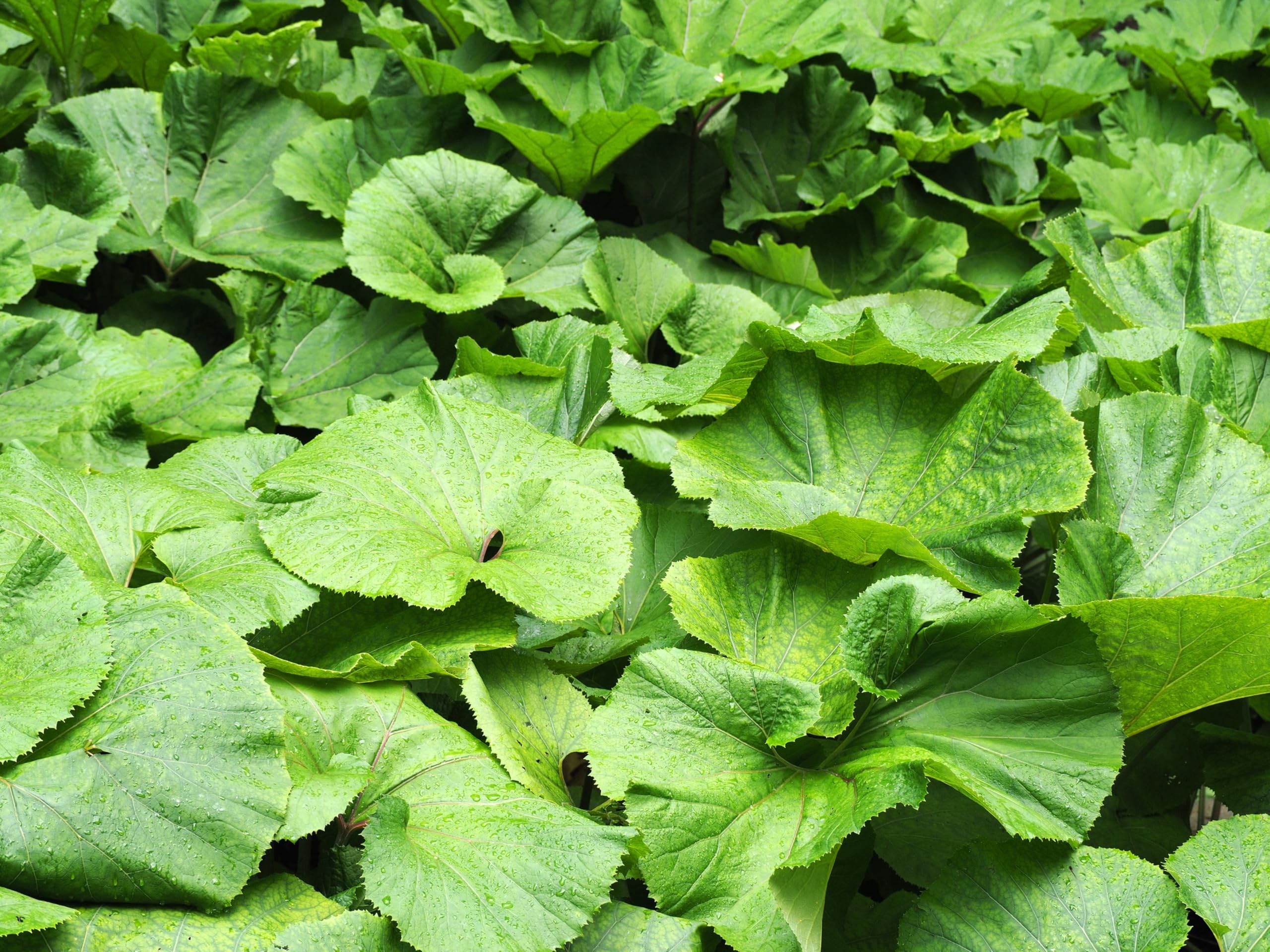 Lincsplants - Petasites japonicus giganteus-1 / 1Ltr Potted