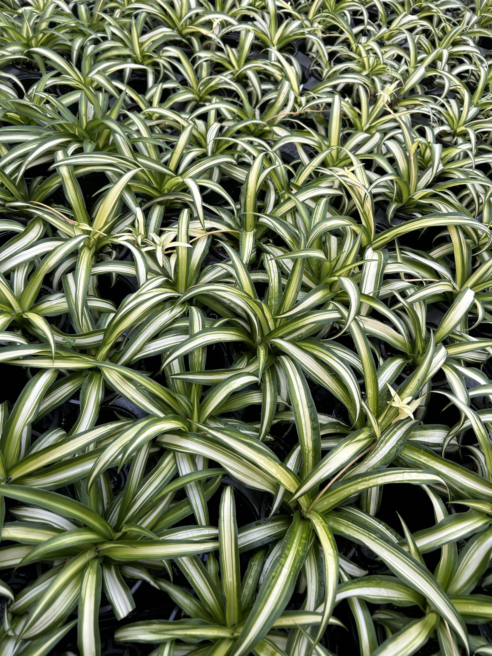 Spider Plants Collectors Pack