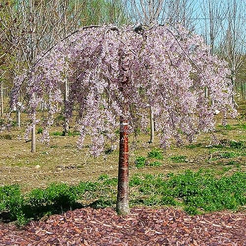 Miniatura 5 de CHUXAY GARDEN Semillas de cerezo llorón, 100 semillas, árbol ornamental de hoja caduca, pantalla de privacidad, planta extremadamente decorativa,