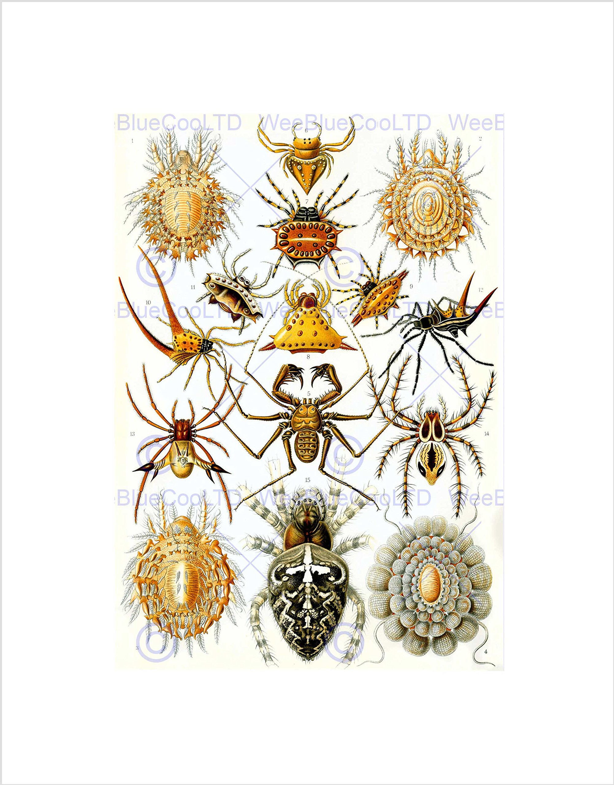 Wee Blue Coo 66th Plate Ernst Haeckel Kunstformen Der Natur Wall Art Print